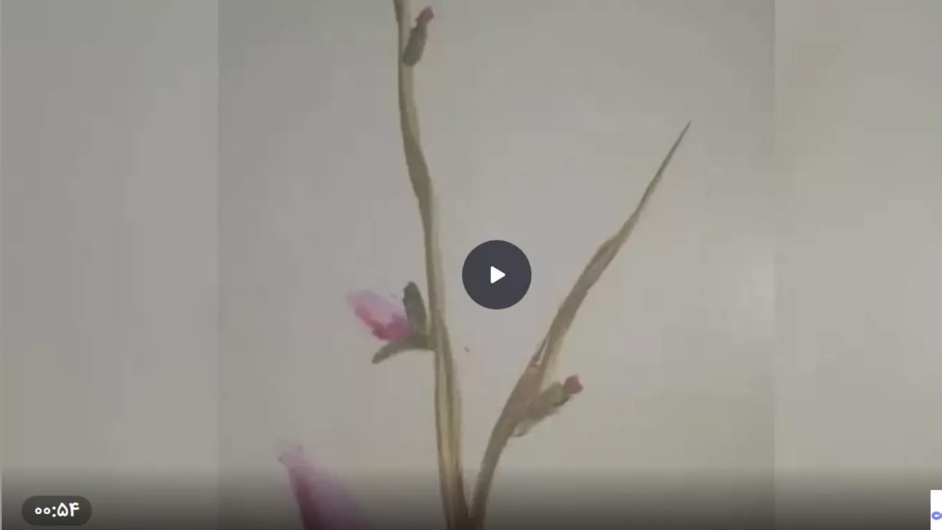 ویدئوهای نمونه کار ویدئوهای نمونه کار